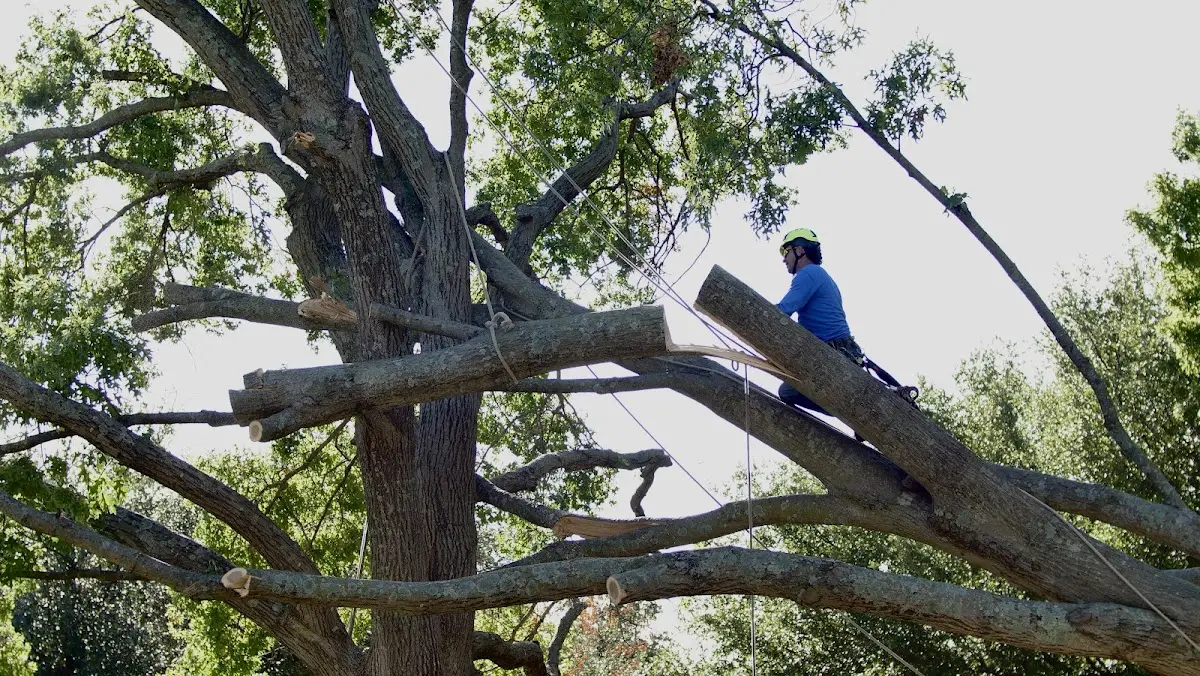 Professional Hazardous Tree Removal performed by certified arborists in Charleston
