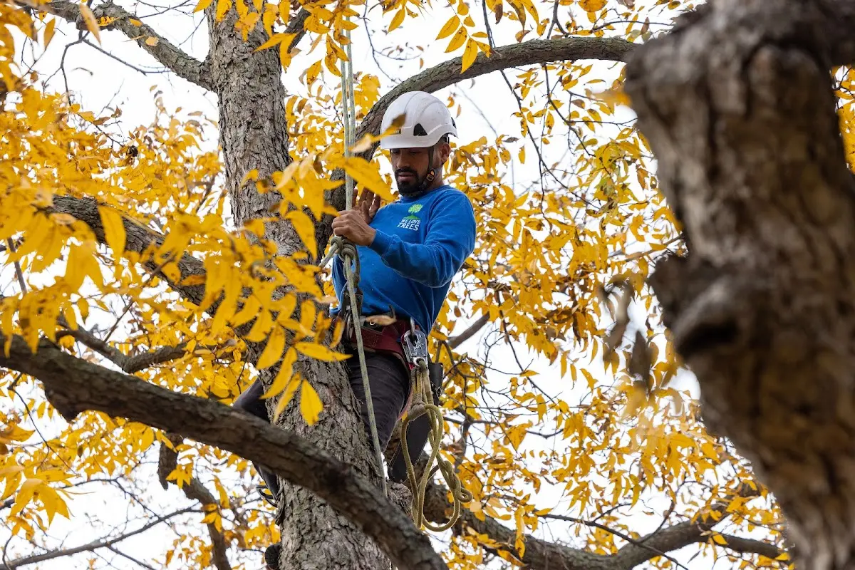 Skilled Tree Transplanting crew working in Charleston