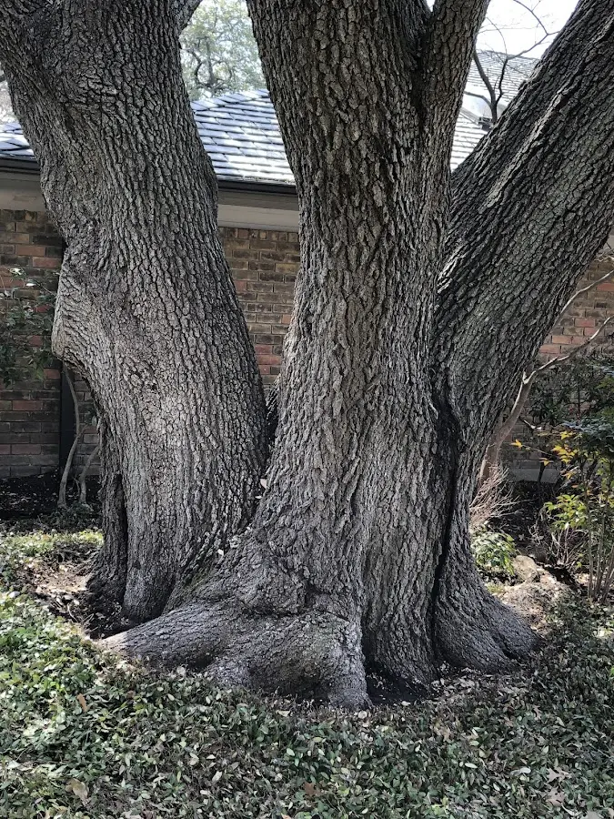 Mature heritage tree close to a Charleston property cared for by certified arborists